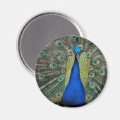 Majestic Peacock Magnet (Vorderseite/Rückseite)