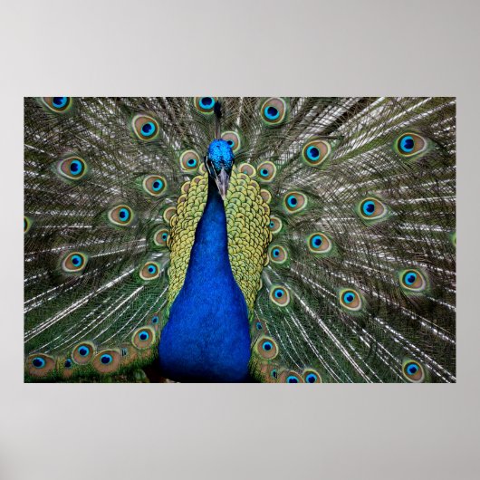 Majestic Peacock  Poster (Vorne)