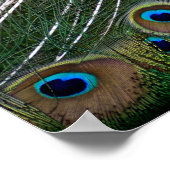 Majestic Peacock  Poster (Ecke)