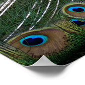 Majestic Peacock Poster (Ecke)