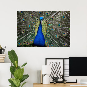 Majestic Peacock Poster