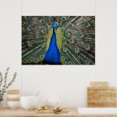 Majestic Peacock Poster (Küche)