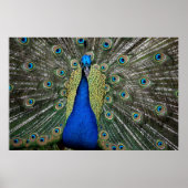 Majestic Peacock Poster (Vorne)