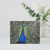 Majestic Peacock Postkarte (Stehend Vorderseite)