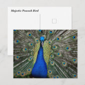 Majestic Peacock Postkarte (Vorne/Hinten)