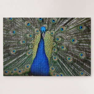 Majestic Peacock Puzzle