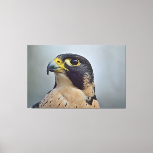 Majestic Peregrine Leinwanddruck (Vorderseite)