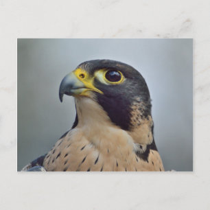 Majestic Peregrine Postkarte