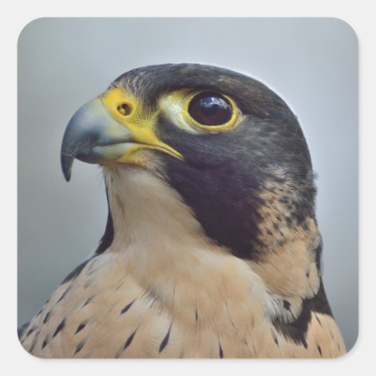 Majestic Peregrine Quadratischer Aufkleber (Vorderseite)