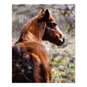 Majestic Pferd in Farm Georgia, USA Fotodruck