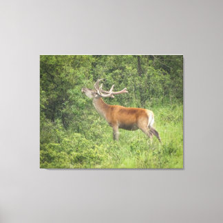 Majestic Red Deer im Wald Leinwanddruck