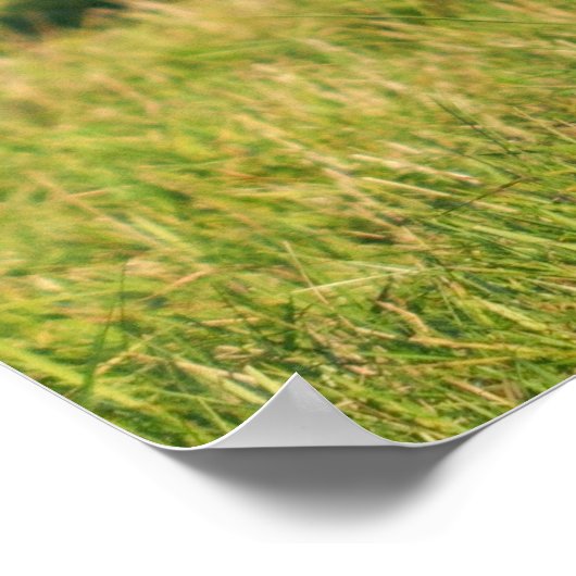 Majestic Red Deer Stag Poster (Ecke)