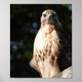Majestic Red Schwanz Hawk startet Poster (Vorne)