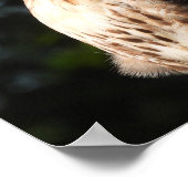 Majestic Red Schwanz Hawk startet Poster (Ecke)