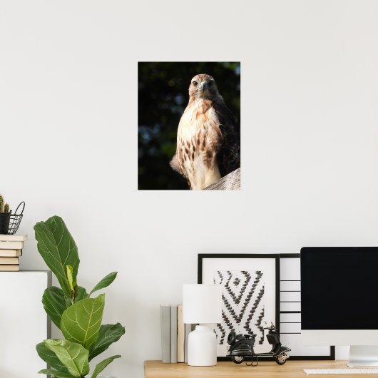 Majestic Red Schwanz Hawk startet Poster (Heimbüro)
