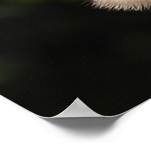 Majestic Red Schwanz Hawk startet Poster (Ecke)