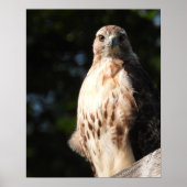 Majestic Red Schwanz Hawk startet Poster (Vorne)