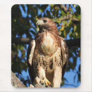 Majestic Red Tail Hawk Mousepad