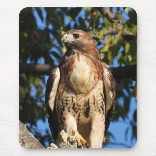 Majestic Red Tail Hawk Mousepad (Vorne)