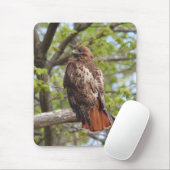 Majestic Red Tail Hawk Mousepad (Mit Mouse)