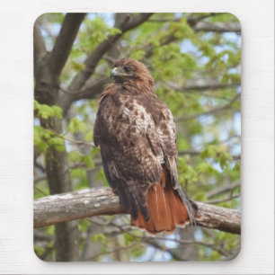 Majestic Red Tail Hawk Mousepad