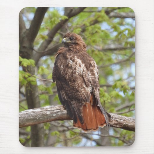 Majestic Red Tail Hawk Mousepad (Vorne)