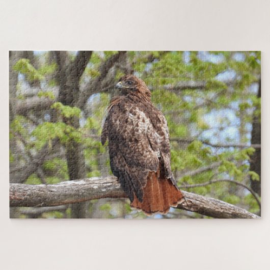 Majestic Red Tail Hawk Perched Puzzle (Horizontal)
