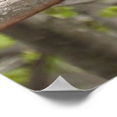 Majestic Red Tail Hawk Poster (Ecke)