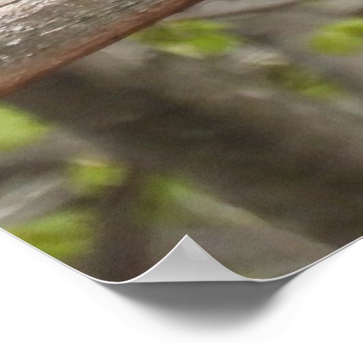 Majestic Red Tail Hawk Poster (Ecke)