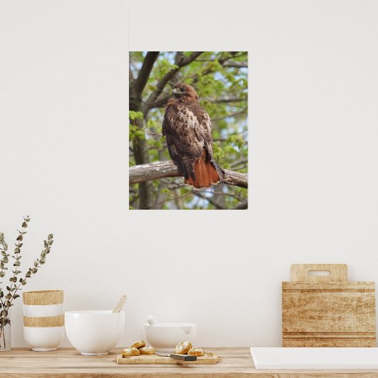 Majestic Red Tail Hawk Poster (Küche)