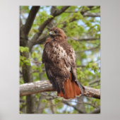 Majestic Red Tail Hawk Poster (Vorne)