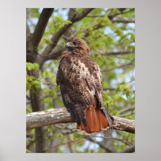 Majestic Red Tail Hawk Poster (Vorne)