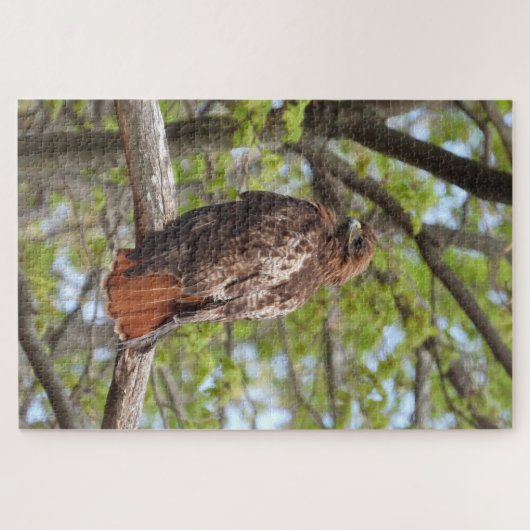 Majestic Red Tail Hawk Puzzle (Horizontal)