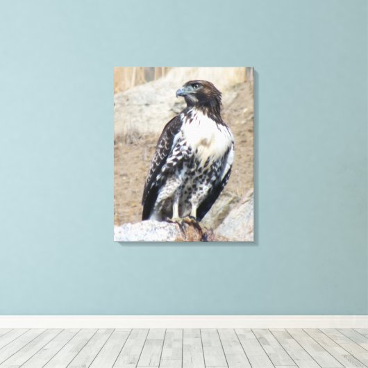 Majestic Red-Tail Hawk Wrapped Canvas Leinwanddruck (Insitu (Holzboden))