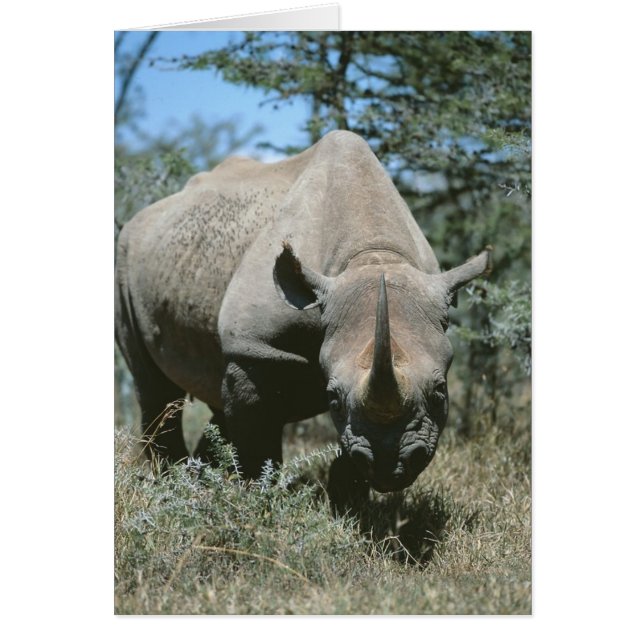 Majestic Rhino (Vorne)