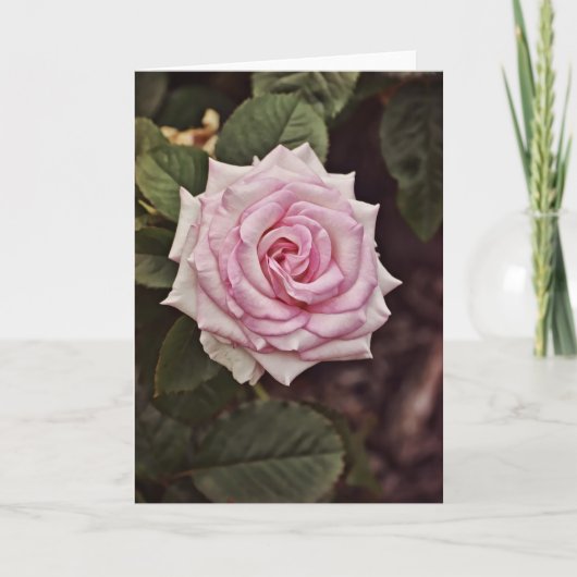 Majestic Rose Scripture Card Psalm 93:1 Karte (Vorderseite)