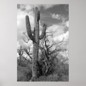 Majestic Saguaro Cactus (b/w) Poster (Vorne)