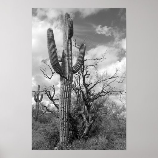 Majestic Saguaro Cactus (b/w) Poster (Vorne)