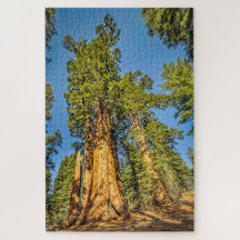 Majestic Sequoia Trees