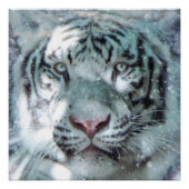 Majestic Snow White Tiger Portrait Poster (Vorderseite)