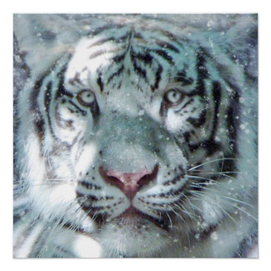 Majestic Snow White Tiger Portrait Poster (Vorderseite)