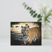Majestic Tiger in Sunlit Glory Postkarte (Stehend Vorderseite)