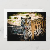 Majestic Tiger in Sunlit Glory Postkarte (Vorne/Hinten)