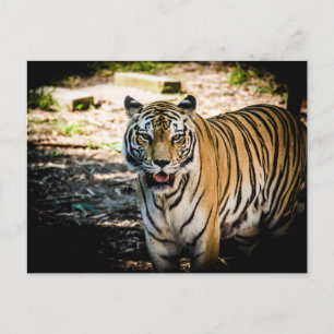 Majestic Tiger in Sunlit Glory Postkarte