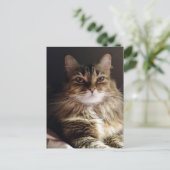 Majestic und schöne Katze Postkarte (Stehend Vorderseite)
