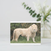 Majestic White Lion Postkarte (Stehend Vorderseite)