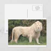 Majestic White Lion Postkarte (Vorne/Hinten)