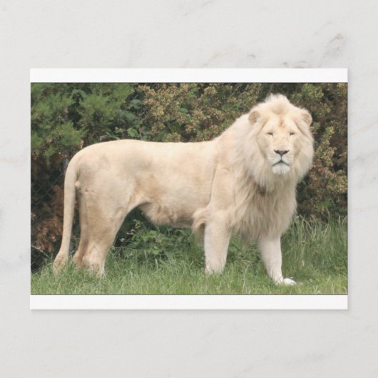 Majestic White Lion Postkarte (Vorderseite)