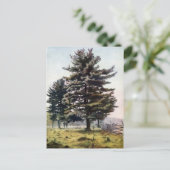 Majestic White Pine Tree Postkarte (Stehend Vorderseite)