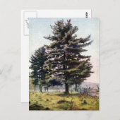 Majestic White Pine Tree Postkarte (Vorne/Hinten)